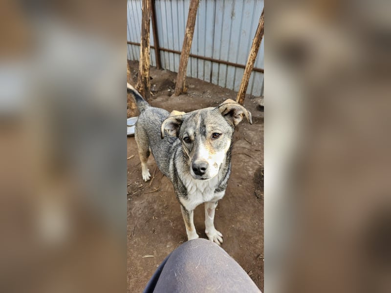 Tessa, 1Jahr und 10 Monate alte Junghündin mittelgroß, freundlich, offen, verspielt, neugierig