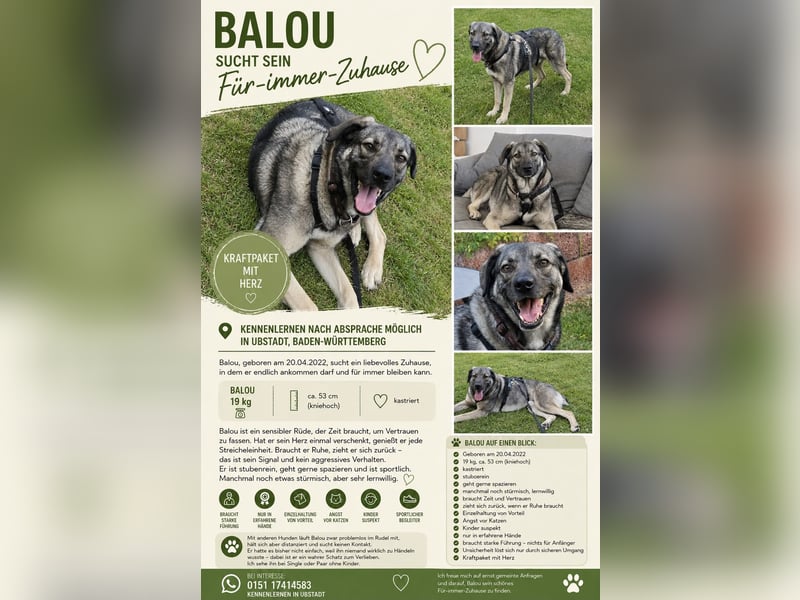 Balou, Rüde, kastriert, *ca.20.04.2022, Sh ca. 53 cm, ca.19 kg, freundlich, verschmust, menschenbezo