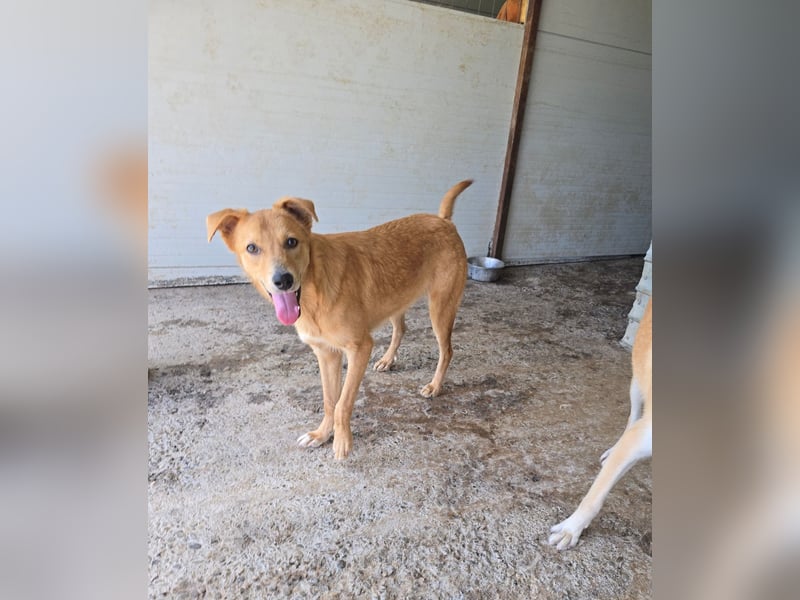 Anja, Hündin, *ca. 15.10.2024, ca. 50 cm, vorsichtig, liebevoll, sozial