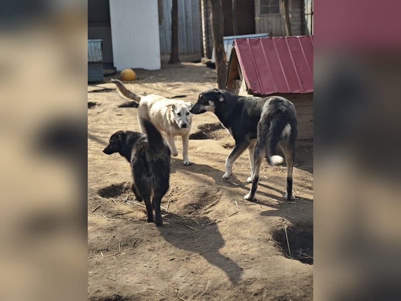 Paulinchen, Hündin, *ca. 03.06.2025, kniehoch bis mittelgroß, verschmust, freundlich, neugierig, ver