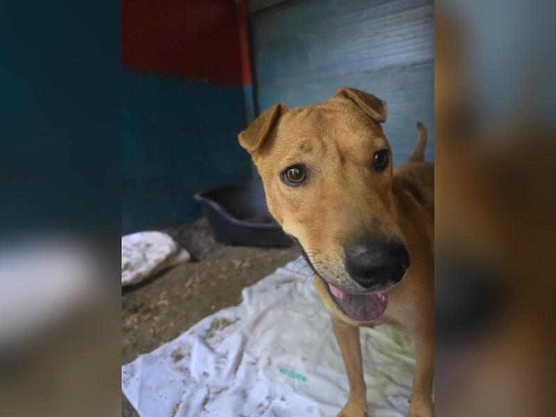 Ute, Hündin, *ca. 19.06.2023, ca. mittelgroß, aktiv, intelligent, interessiert