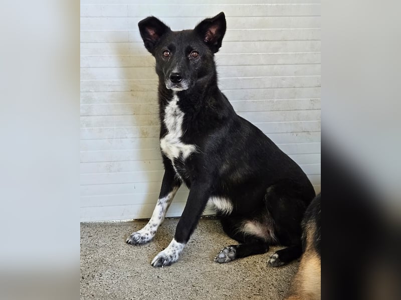 Melody, 6jährigen Hundedame, ca. mittelgroß, schüchtern, neugierig, lieb, sozial