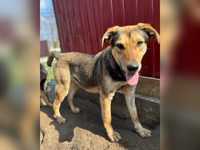 Neelix, toller fast 2jähriger Bub, ca. mittelgroß, freundlich, offen, sozial, verspielt Neelix, toller fast 2jähriger Bub, ca. mittelgroß, freundlich, offen, sozial, verspielt
