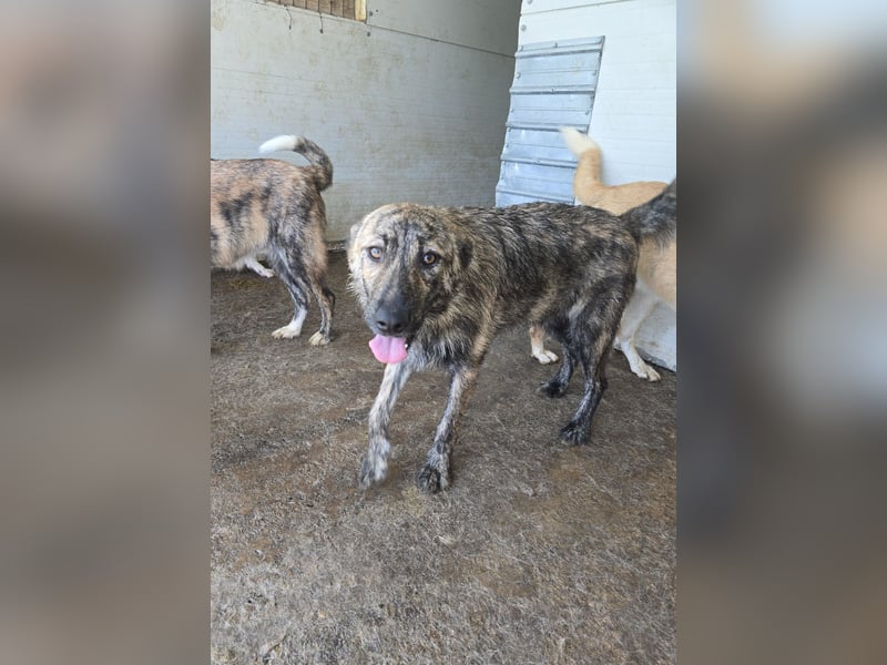 Michel, Rüde, *ca. 09.10.2024, SH ca. 55 -60 cm, neugierig, vorsichtig, schreckhaft, lieb