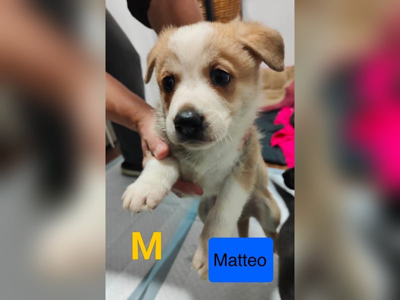 Matteo, Rüde, *ca. 09.10.2024, SH ca. 55-60 cm, freundlich, verschmust, unsicher, schreckhaft
