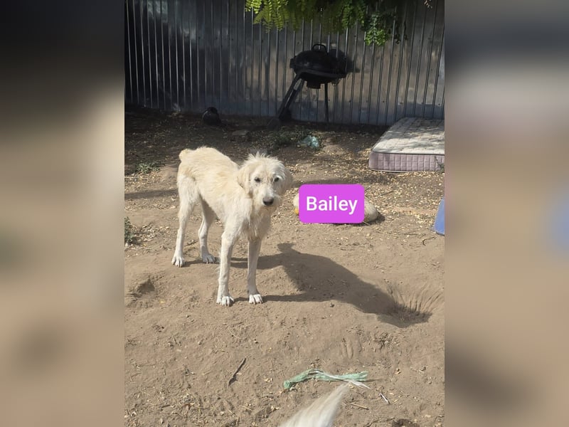 Bailey, Hündin, *ca. 04.03.2020, ca. mittelgroß, vorsichtig, spielt gerne, sozial, freundlich, sanft