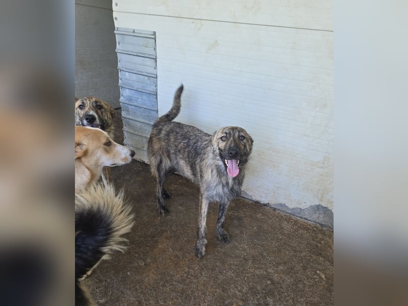 Michel, Rüde, *ca. 09.10.2024, SH ca. 55 -60 cm, neugierig, vorsichtig, schreckhaft, lieb