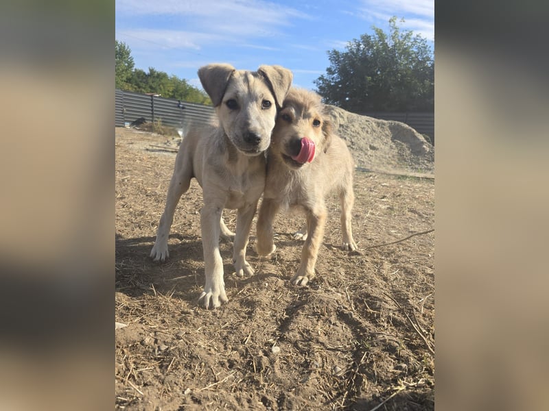 Paulinchen, Hündin, *ca. 03.06.2025, kniehoch bis mittelgroß, verschmust, freundlich, neugierig, ver