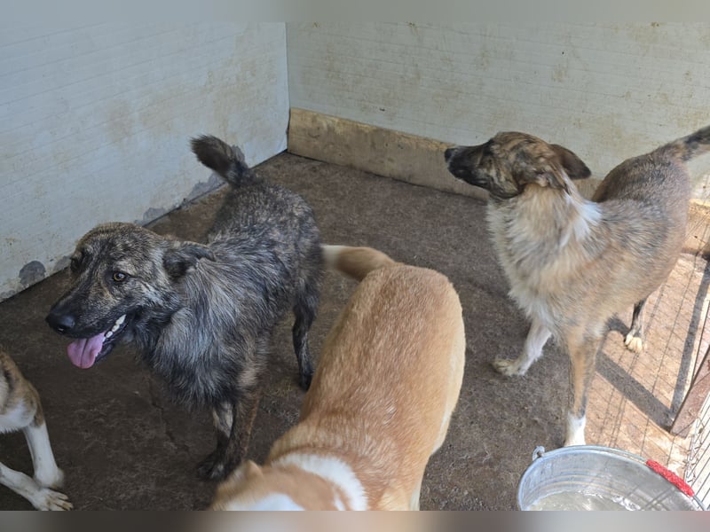 Michel, Rüde, *ca. 09.10.2024, SH ca. 55 -60 cm, neugierig, vorsichtig, schreckhaft, lieb