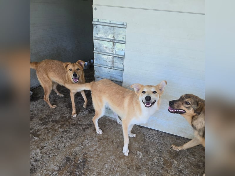 Andy, Rüde, *ca. 15.10.2024, ca. 55 cm, verschmust, aktiv, neugierig