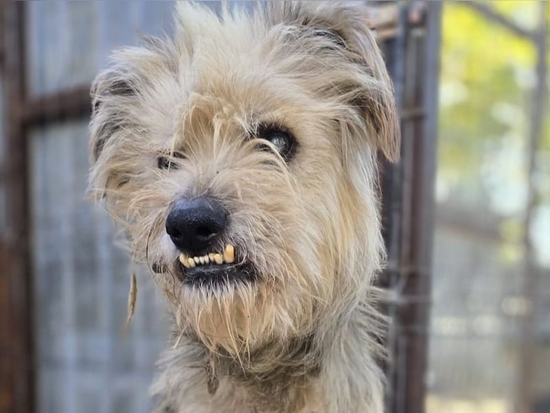 Toothy, Rüde, *ca. 01.11.2015, ca. kniehoch bis mittelgroß, Handicap, sanft, dankbar, fast blind