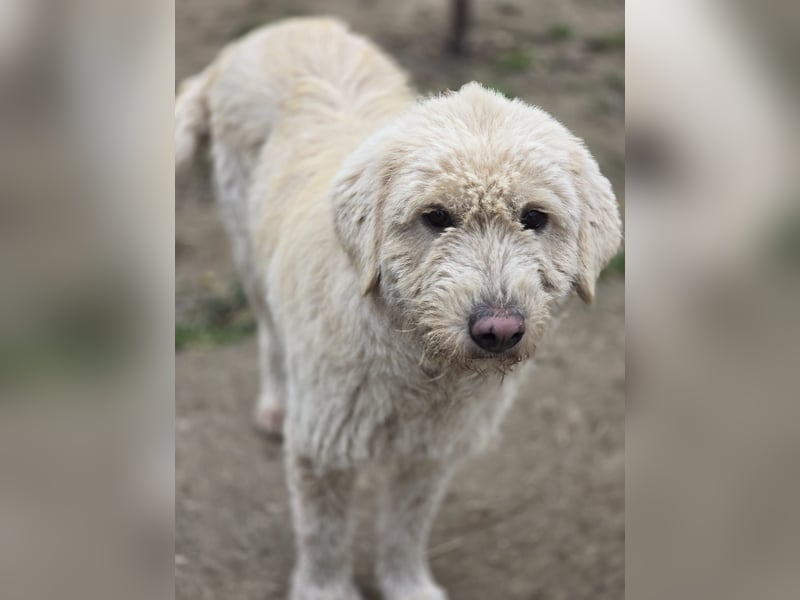 Bailey, Hündin, *ca. 04.03.2020, ca. mittelgroß, vorsichtig, spielt gerne, sozial, freundlich, sanft