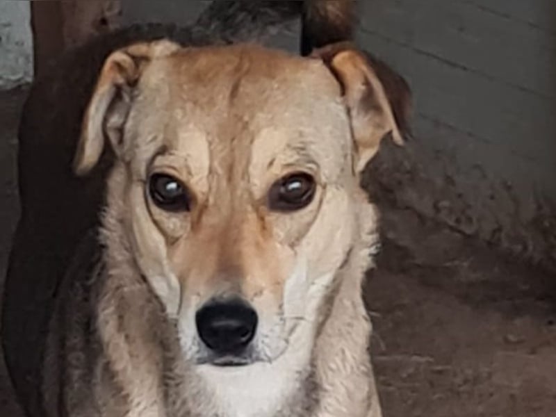 Isy, Hündin, *ca. 18.01.2021, ca. mittelgroß, ruhig, ängstlich, sozial