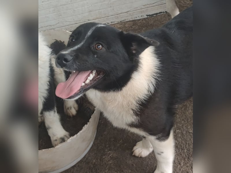 Kiano, Rüde, 2 1/2 -jähriger Rüde,  25.09.2022 geb.- mittelgroß, freundlich und sozial