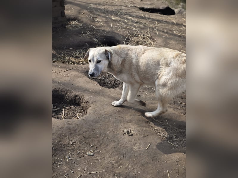 Paulinchen, Hündin, *ca. 03.06.2025, kniehoch bis mittelgroß, verschmust, freundlich, neugierig, ver
