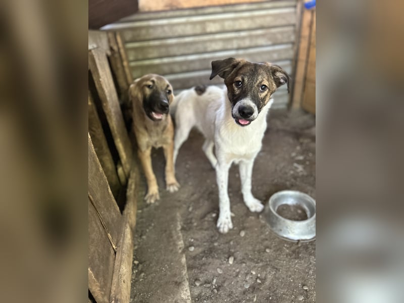 Wallace, 1 1/3-jähriger Rüde, SH ca. mittelgroß, freundlich, sozial, verspielt, neugierig