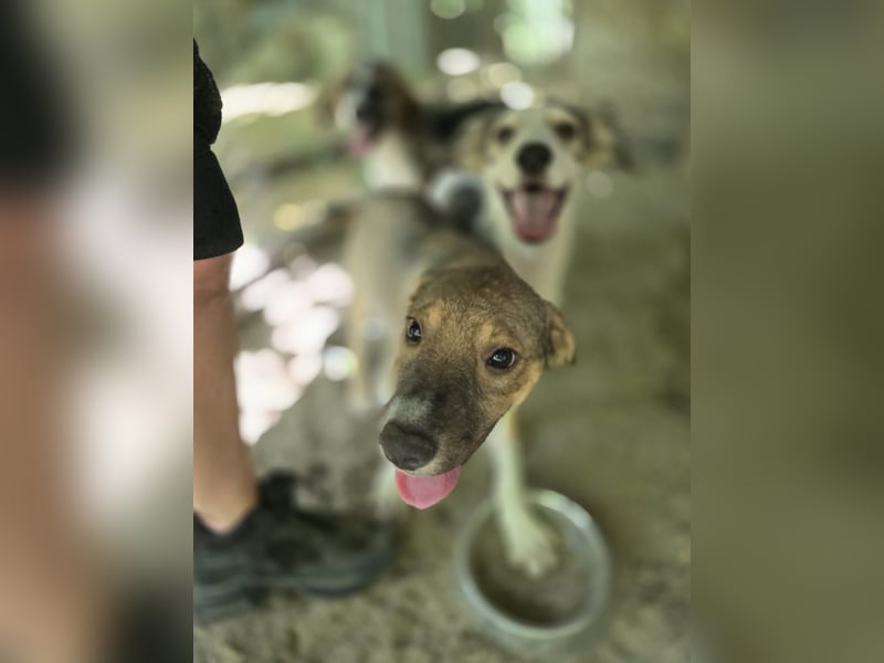 Nelson, ca, 1 ¼ - jähriger Junghund, ca. mittelgroß, freundlich, sozial, neugierig, etwas schüchtern