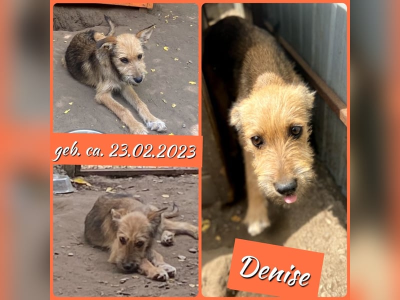 Denise, Mädel, *ca.23.02.2023, ca. mittelgroß, freundlich, verschmust, neugierig, sozial