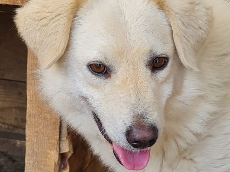 Basti, Rüde, *ca. 15.01.2023, ca. mittelgroß, lieb, freundlich, unsicher