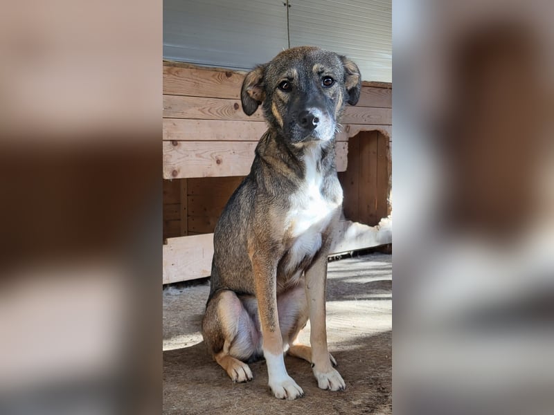 Reef, fast 2jähriger Bub , SH ca. mittelgroß, freundlich, verspielt, neugierig, sozial