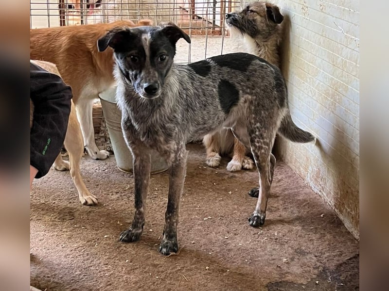 Xenon, fast 2-jähriger Jundhund, SH ca. mittelgroß, freundlich, neugierig, sozial