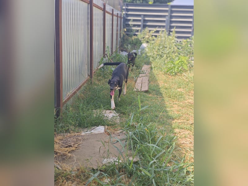 Cally, Hündin, *ca. 10.04.2025, ca. mittelgroß, freundlich, neugierig, sozial