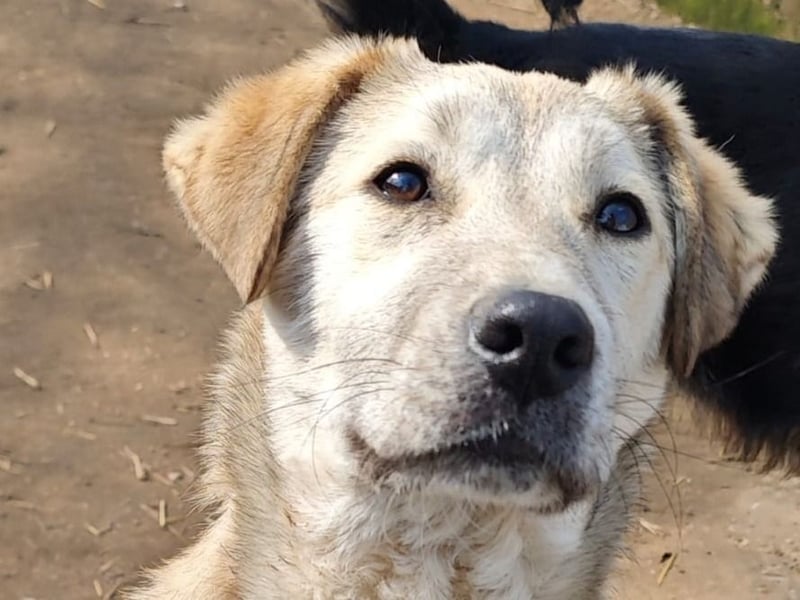 Paulinchen, Hündin, *ca. 03.06.2025, kniehoch bis mittelgroß, verschmust, freundlich, neugierig, ver