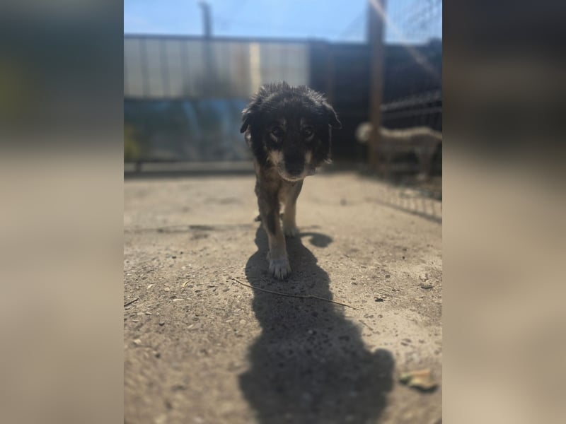 Dragos, Rüde, *ca. 15.9.2014, ca. mittelgroß, liebt Menschen, verspielt, dominant