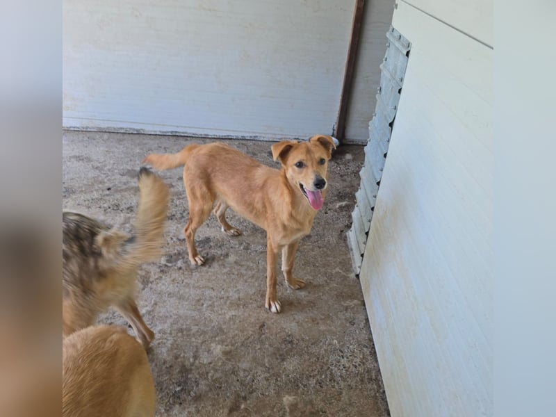 Anja, Hündin, *ca. 15.10.2024, ca. 50 cm, vorsichtig, liebevoll, sozial