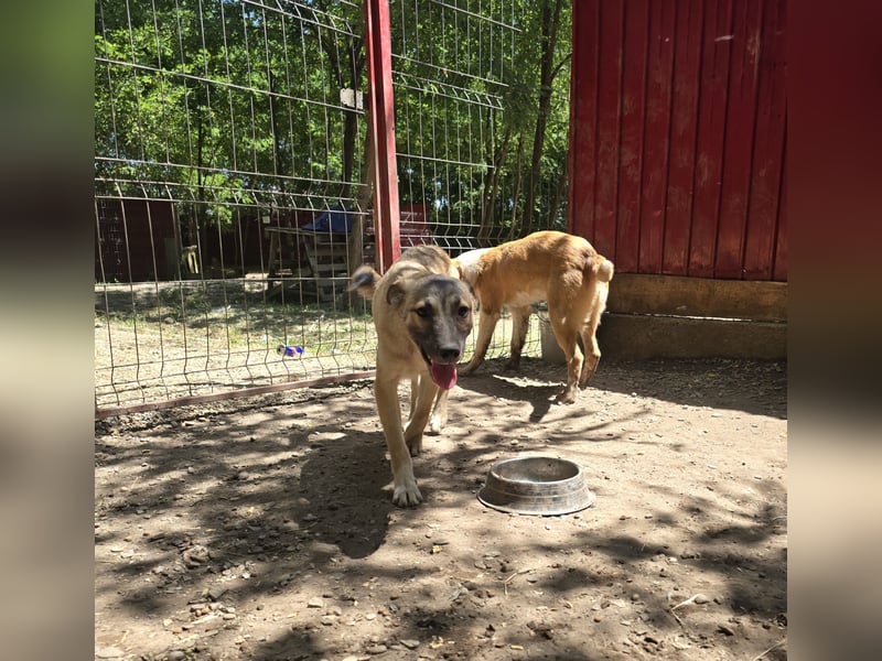 WOTAN , 1 1/3 jähriger Bub, mittelgroß, fröhlich, aufgeschlossen Junghund typisch verspielt