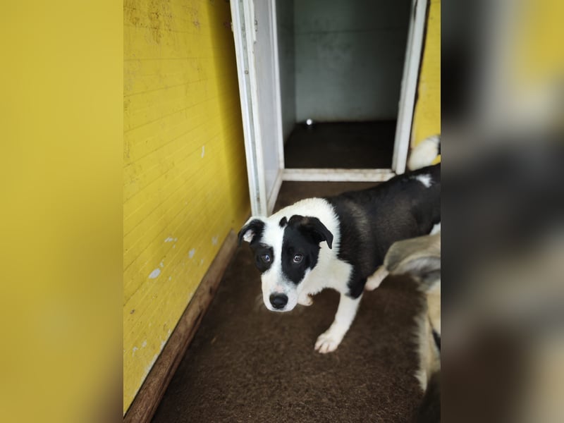 Tutu, Hündin, *ca. 10.09.2025, ca. kniehoch bis mittelgroß werdend, liebevoll, aufgeschlossen, freun