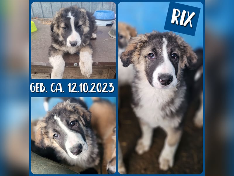 Rix, 1 ½ jähriger Bub, SH ca. mittel – groß, sozial, freundlich, verschmust, offen