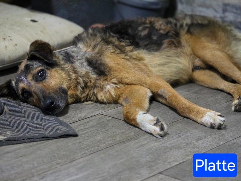 Hagrid (Spitzname "Platte") Rüde, Alter unbekannt, ca. mittelgroß, freundlich, liebevoll, sozial