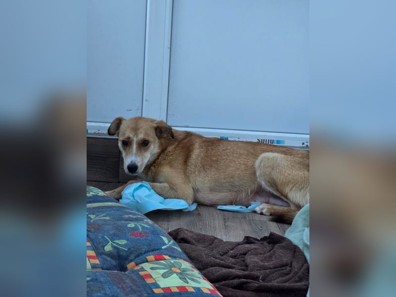 Carry, Hündin, *unbekannt ,ca. mittelgroß, sensible, einfühlsam, unsicher, sozial