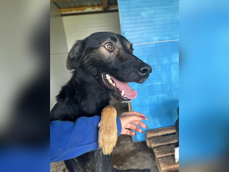 Assisi, Rüde, *ca. 03.01.2024, ca. mittelgroß, freundlich, warmherzig, neugierig, sozial