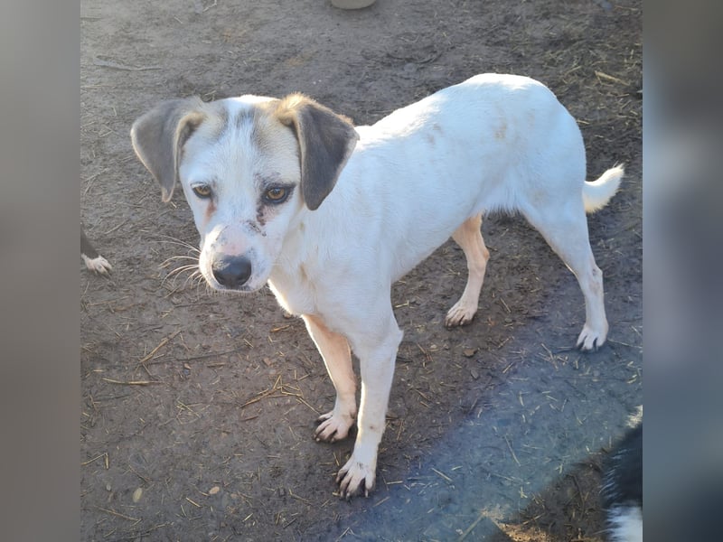 Kuki, geb. ca. 15.01.2021, SH mittelgroß , lieb, schüchtern, sozial