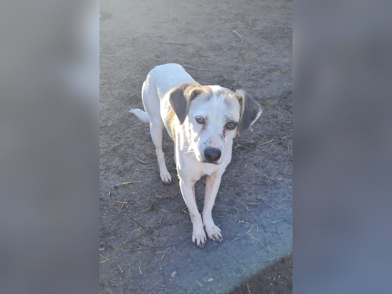 Kuki, geb. ca. 15.01.2021, SH mittelgroß , lieb, schüchtern, sozial