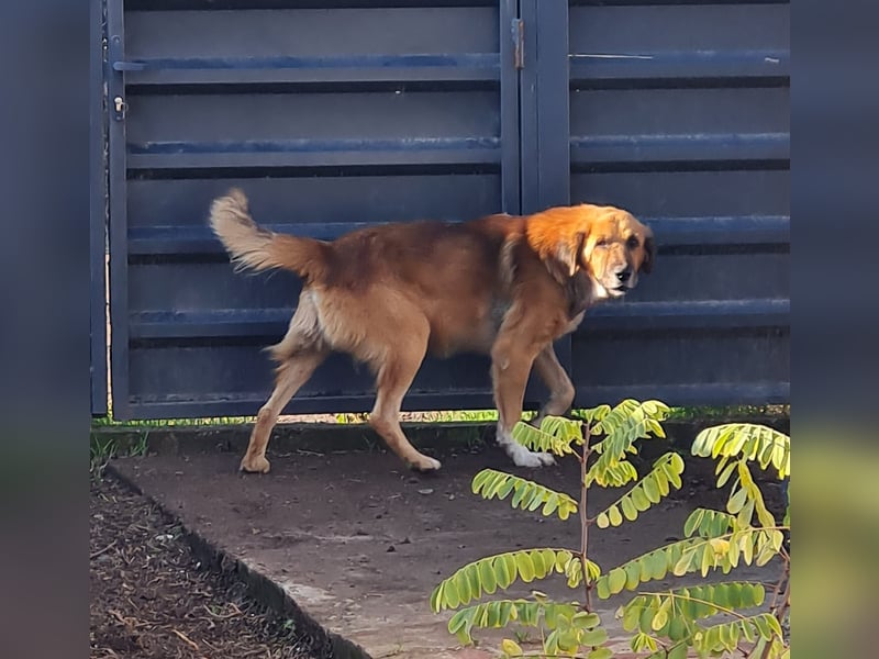 Arthos, Rüde, *ca. 20.10.2016, ca. mittelgroß, verschmust, aktiv, sozial, freundlich