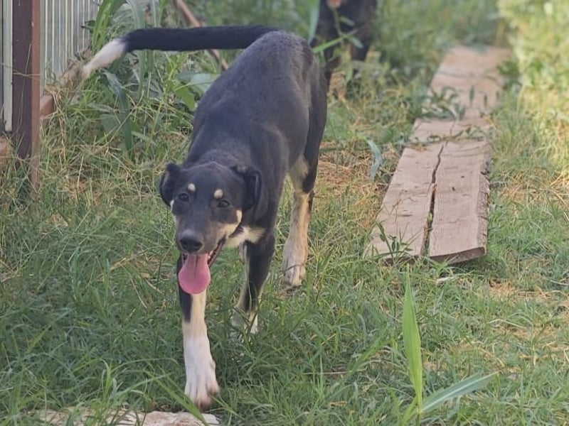 Cally, Hündin, *ca. 10.04.2025, ca. mittelgroß, freundlich, neugierig, sozial