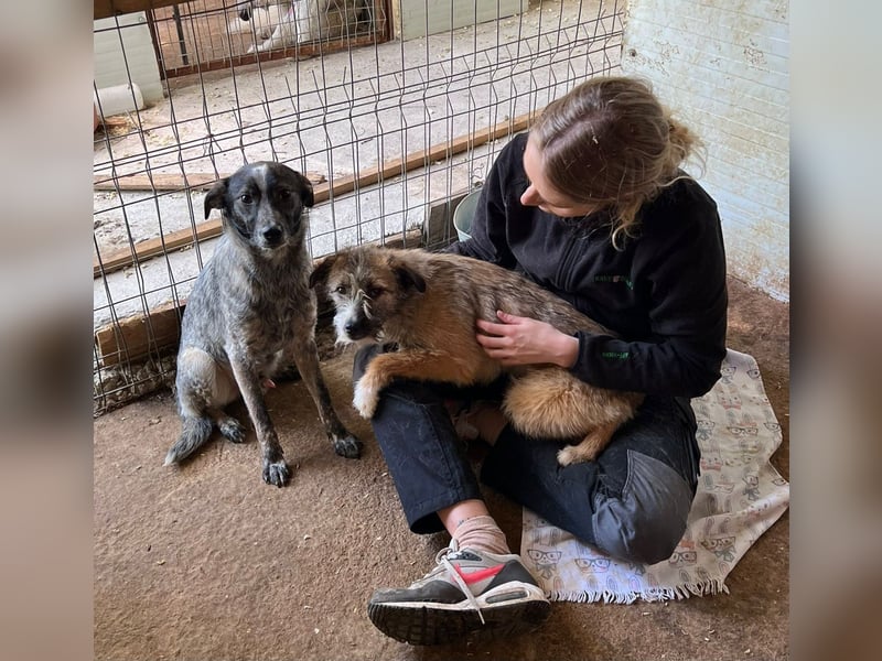 Xenon, fast 2-jähriger Jundhund, SH ca. mittelgroß, freundlich, neugierig, sozial