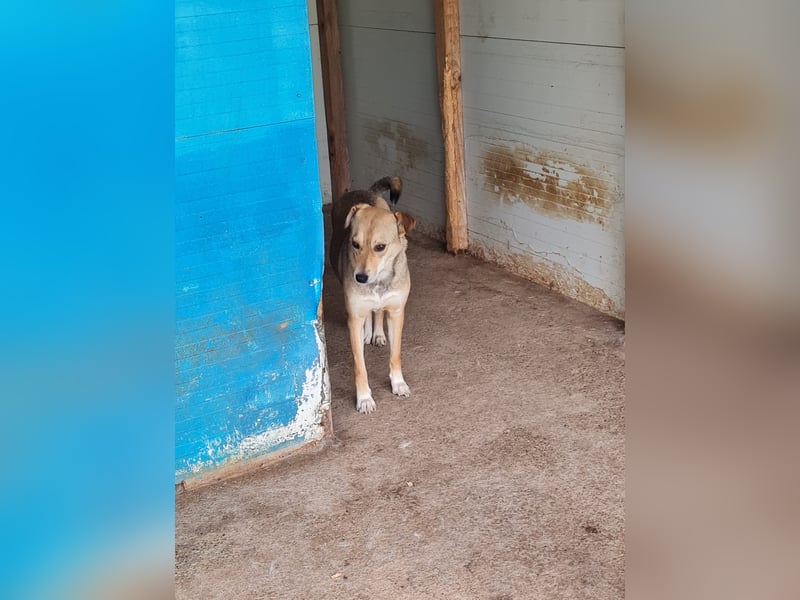 Isy, Hündin, *ca. 18.01.2021, ca. mittelgroß, ruhig, ängstlich, sozial