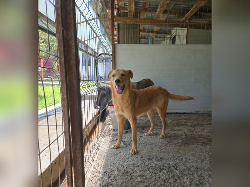 Anja, Hündin, *ca. 15.10.2024, ca. 50 cm, vorsichtig, liebevoll, sozial