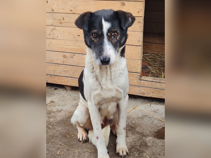 Maria , Hündin, *ca. 03.01.2014, SH mittelgroß, schüchtern, zurückhaltend, neugierig