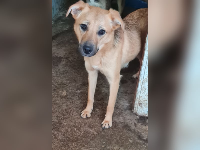 Rica, bald 2 jähriges Mädel, SH ca. mittelgroß, freundlich, sozial, aufgeweckt, verschmust