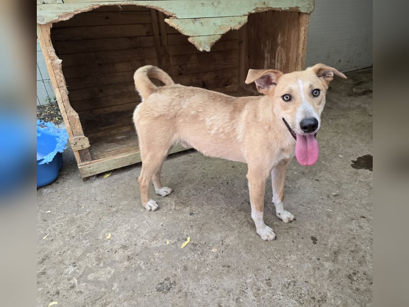 Dalton, ca, 2 ¼ jähriger Bub, SH ca. mittelgroß, freundlich, verspielt, sozial, verschmust