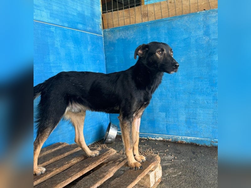 Assisi, Rüde, *ca. 03.01.2024, ca. mittelgroß, freundlich, warmherzig, neugierig, sozial