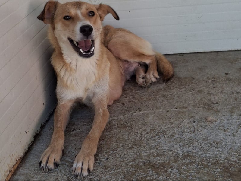 Carry, Hündin, *unbekannt ,ca. mittelgroß, sensible, einfühlsam, unsicher, sozial