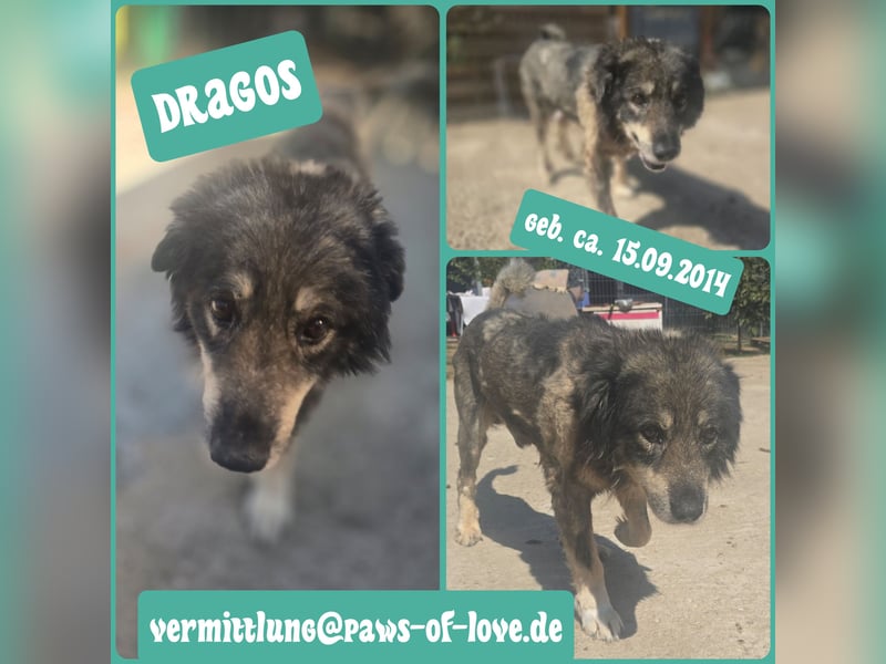 Dragos, Rüde, *ca. 15.9.2014, ca. mittelgroß, liebt Menschen, verspielt, dominant