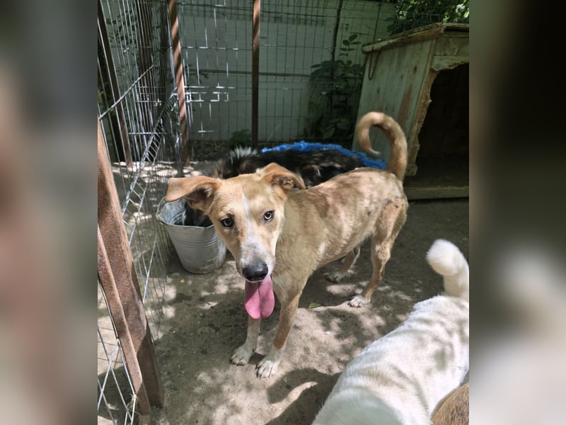 Dalton, ca, 2 ¼ jähriger Bub, SH ca. mittelgroß, freundlich, verspielt, sozial, verschmust