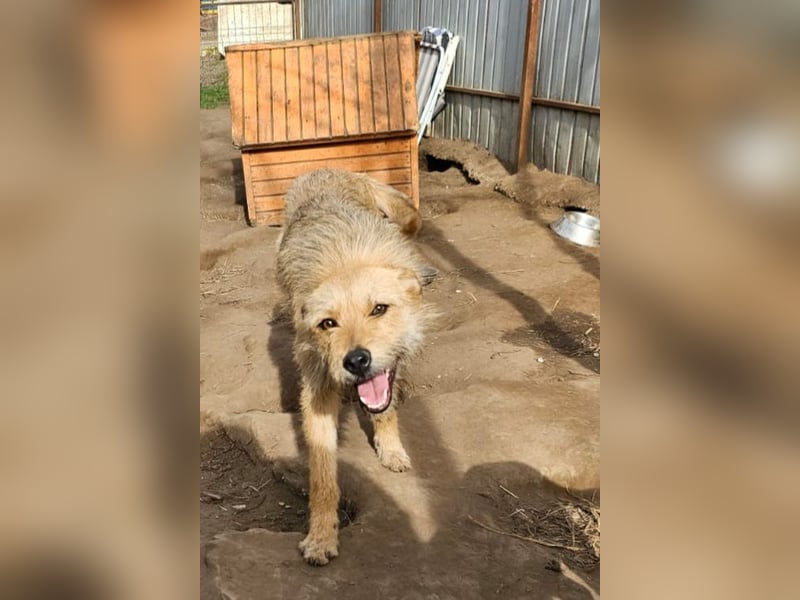 Denise, Mädel, *ca.23.02.2023, ca. mittelgroß, freundlich, verschmust, neugierig, sozial